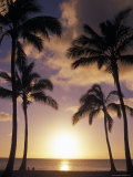 Palm Trees in Silhouette at Sunset on Oahu  Hawaii