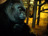 Gorilla in a Zoo