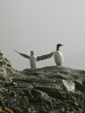 Norway  Two Thick-Billed Murre on Wet Rock