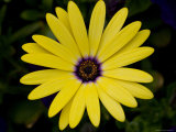 Lemon Symphony Osteopermum Hybrid in Center of Frame  Groton  Connecticut
