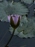 Dragonfly on a Water Lily Blossom