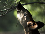 Okapi Reaches for a Little Snack at the Henry Doorly Zoo  Nebraska
