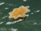Norway  Lion's Mane Jellyfish