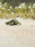 Juvenile Red-Eared Slider Turtle on Pond Wall  Trachemys Scripta  Santa Barbara  California