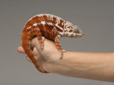 Panther Chameleon at the Lincoln Children's Zoo  Nebraska