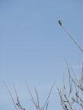 Hummingbird on Fruit Tree Branch  California