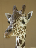 Reticulated Giraffe Makes a Slanted Grin at the Henry Doorly Zoo  Nebraska