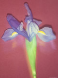 Long Exposure of Flowers