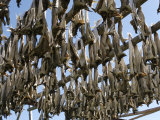Norway  Reine  Fish Kept for Drying in Fishing Village
