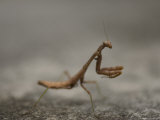 Praying Mantis in Lincoln  Nebraska