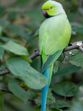 Ring-Necked Parakeet at the Kansas City Zoo