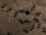 Meat Ants  Iridomyrmex Species  Defend a Colony Nest Hole from Attack  Australia