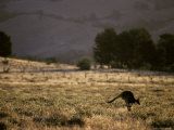 Red Kangaroo Leaping Across a Farmland Paddock at Sunset  Australia