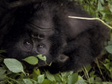 Mountain Gorilla Relaxes in the Cool Shade of a Tropical Rainforest