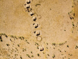 Line of Nomad Huts with Marginal Sorghum Cultivation  Chad