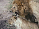 Lions Mating in the Masai Mara National Park  Kenya