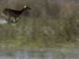 Red Lechwe Flees Through Wetland Reeds