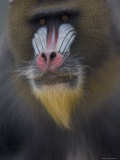Mandrill at the Rolling Hills Zoo