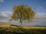 Lone Tree on the Chesapeake Bay Shoreline