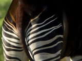 Okapi from the Sedgwick County Zoo  Kansas