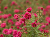 New England Aster at the Maxwell Arboretum