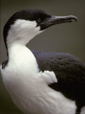 Portrait of a Black-Faced Shag's Hooked Bill and Green Eye  Australia