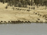 Migrating Herd of Impalas Drinking During Drought