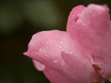 Rose Plant at the Maxwell Arboretum