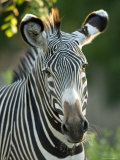Plains Zebra from the Sedgwick County Zoo  Kansas