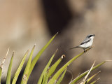 Loggerhead Shrike at Cottonwood Springs  Joshua Tree National Park  California