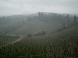 Rolling Hills of Vineyards in Tuscany Shrouded in Fog  Italy
