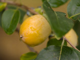 Persimmon at the Maxwell Arboretum