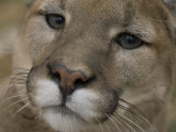 Mountain Lion  or Puma at the Rolling Hills Zoo
