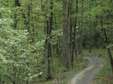 Path Cutting Through the Woods  Blue Ridge Mountains  Virginia