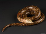 Legless Lizard from the Lincoln Children's Zoo  Nebraska