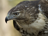 Red-Tailed Hawk