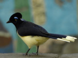 Plush-Crested Jay at the Tulsa Zoo