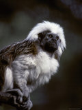 Portrait of a Cotton-Top Tamarin  and Detail of Fur Coat and Face  Melbourne Zoo  Australia