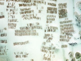 Large Seaweed Farms in the Isolated Bays of Zanzibar