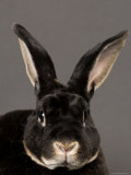 Rex Rabbit at the Sunset Zoo  Kansas
