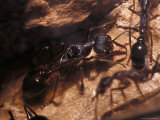 Queen Bull Dog Ant with Nuptual Wings Inside the Colony Nest Burrow  Australia