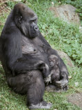Relaxed Western Lowland Gorilla Mother Tenderly Nursing Her Infant  Melbourne Zoo  Australia