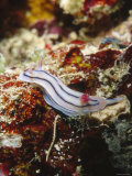 Nudibranch Sea Slug Chromodoris Lochi  Lau islands  Fiji
