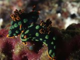 Mating Nudibanchs Sea Slugs Black with Green Dot  Solomon Islands