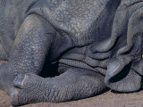 Rhinoceros at Rest