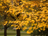 Maple Trees Reach their Peak of Fall Color