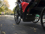 Low Angle View of Horse-Drawn Carriages in Central Park