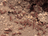Red Ants Swarming