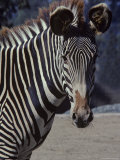 Portrait of a Zebra in the San Diego Zoo  California