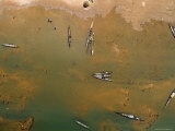 Pirouges and Laundry Washing in the Shallow Waters of the Niger River  Mali